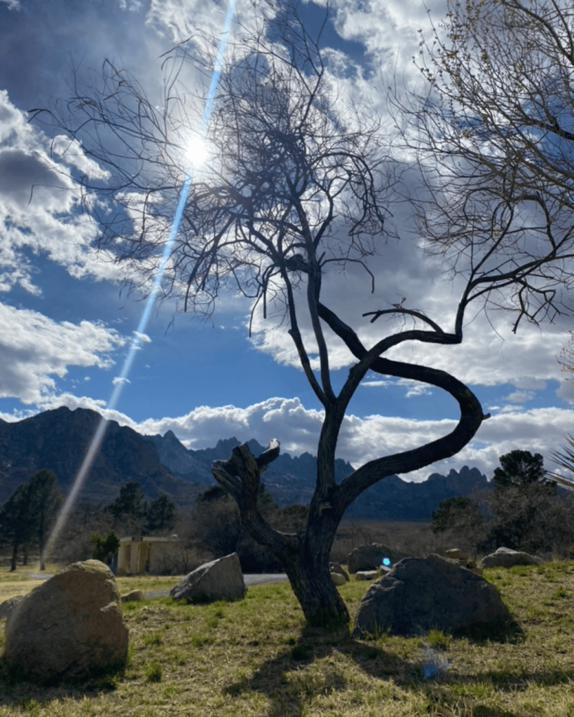 Victoria Orlando’s photograph of a winding tree silhouetted against sunlight and clouds.